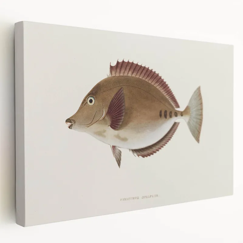Vintage Animal Art – Featuring a Handcrafted Fish Illustration Wall Decor Last Chance