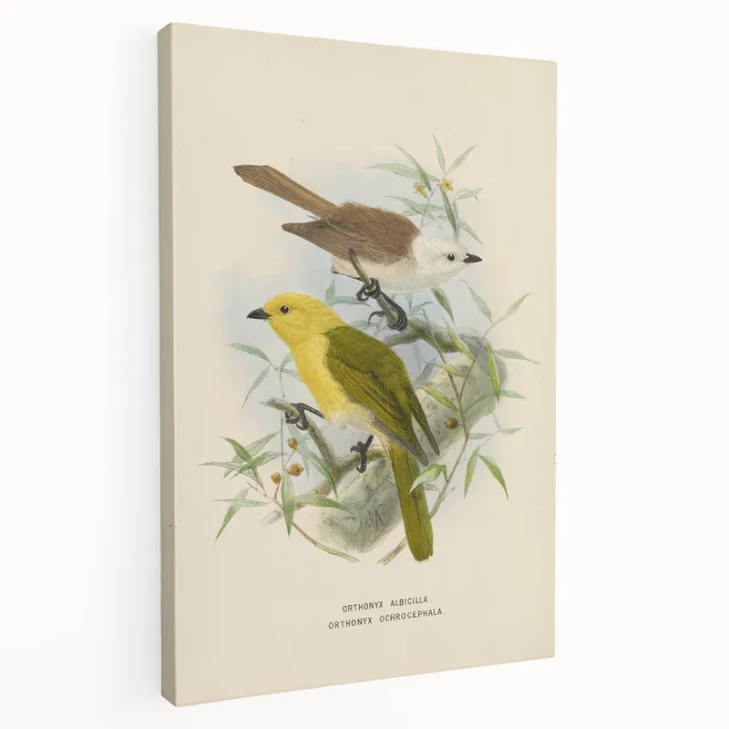 Free Shipping Vintage Animal Art: Bird Illustration Art Print