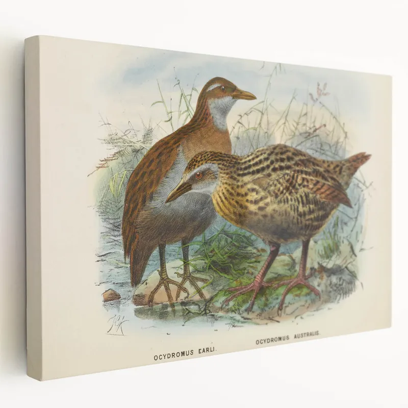 Vintage Animal Art: Bird Illustration Art Print Get Yours