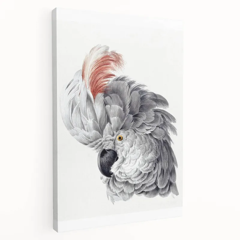 Big Sale Cockatoo Illustration Art Print – Nature-Inspired Bird Wall Decor