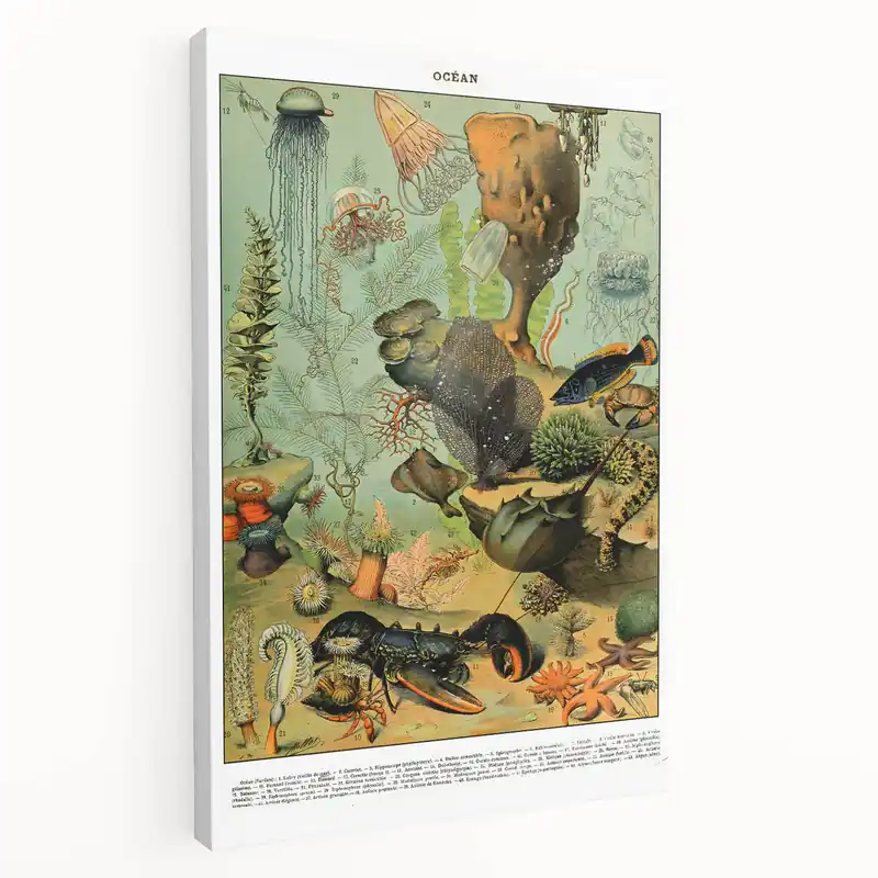 Vintage Ocean Animal Art Print – Marine Life Illustration Wall Decor Low Price