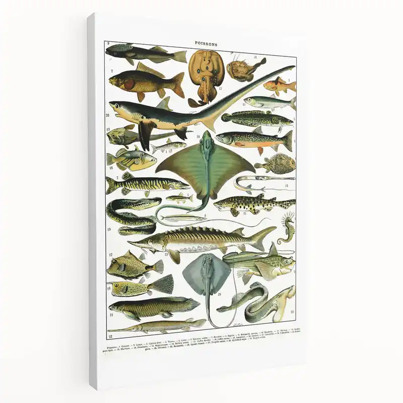 Vintage Fish Illustrations | Artistic Animal Wall Decor Print Hot Picks