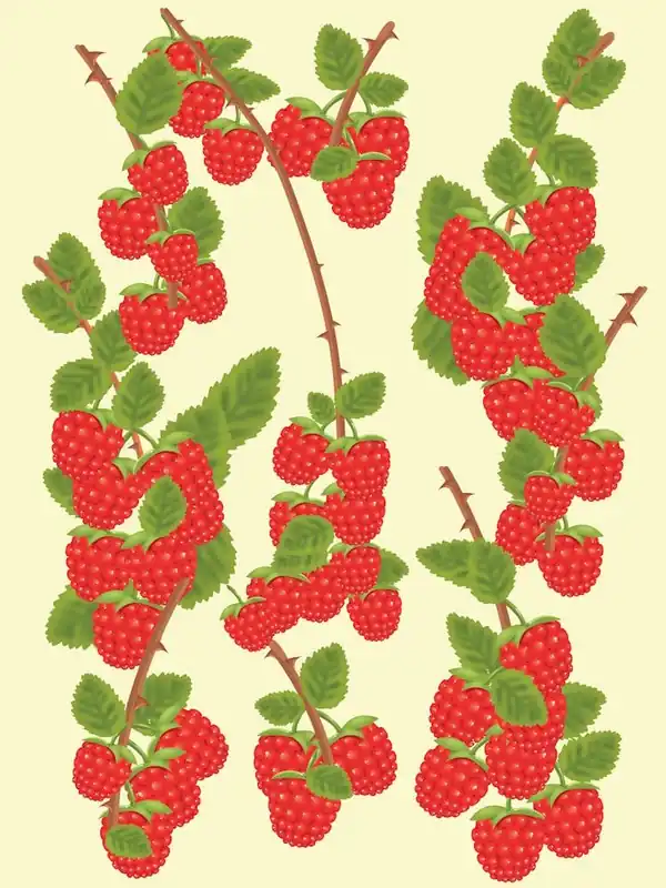 Get Yours Ripe Raspberries