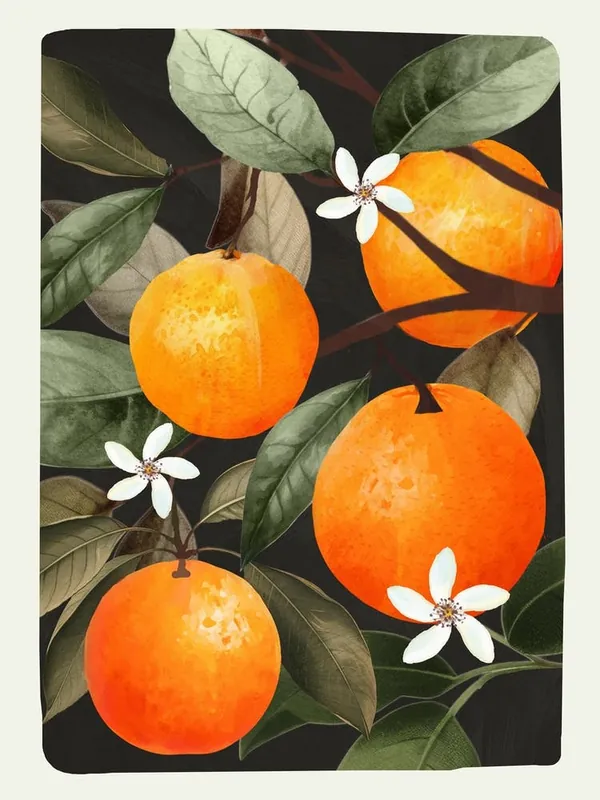 Orange 2 Best Price
