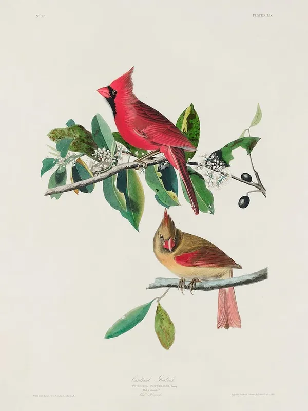 Final Sale Cardinal, John James Audubon