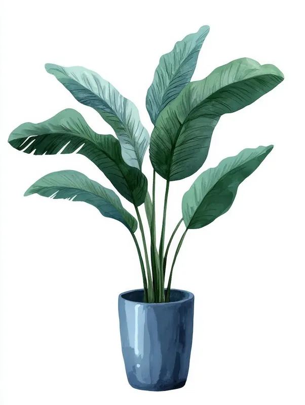 Best Seller Banana Plant In A Pot 10