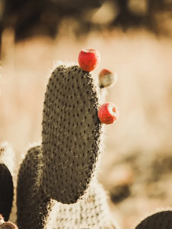 Best Choice Cactus Fruit