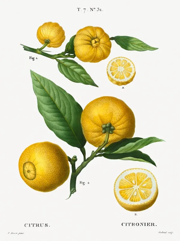 Price Drop Clusters Of Citrus, Pierre Joseph Redoute