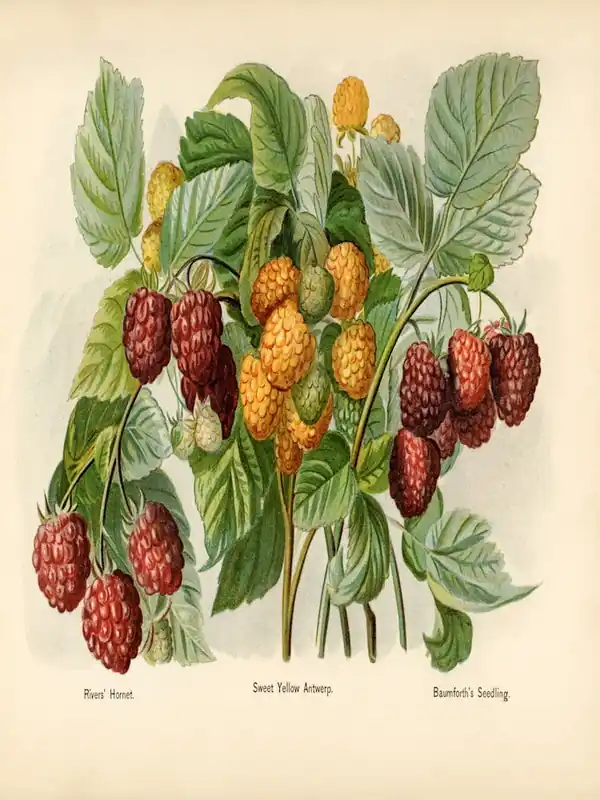 Limited Edition Vintage Illustration Of Raspberry (1891) By John Wright