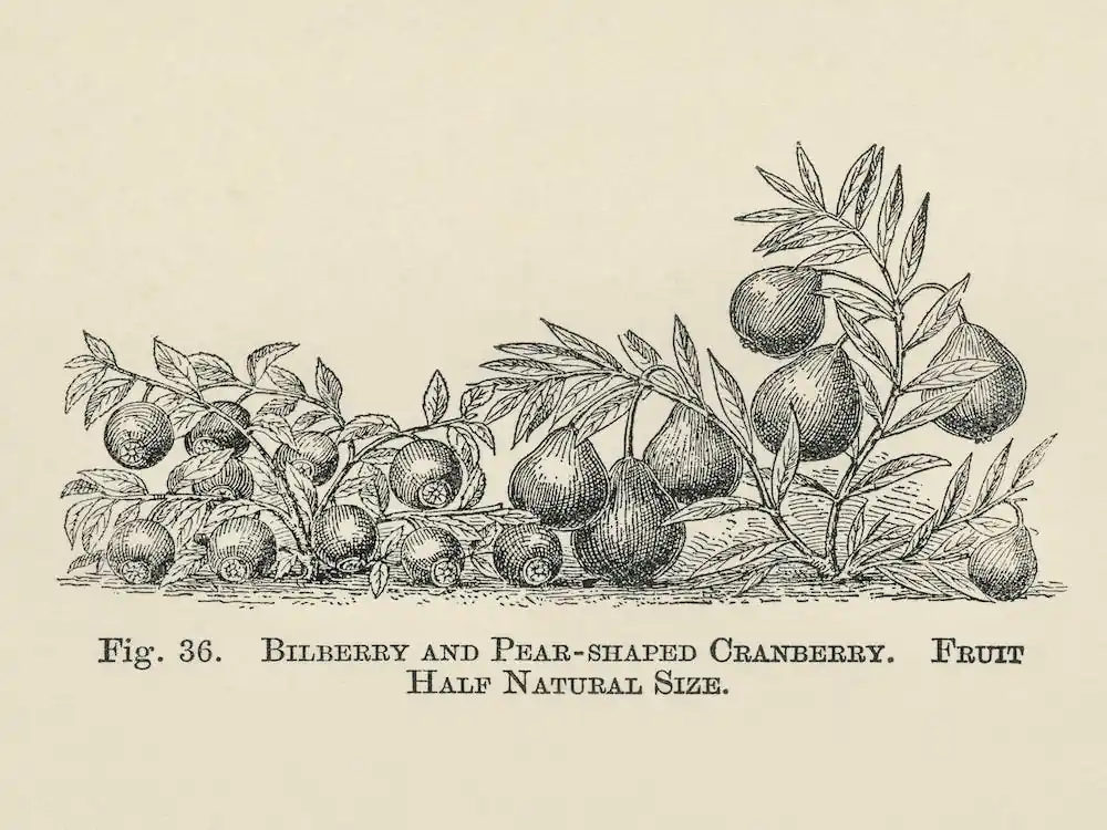 Vintage Illustration Of Bilberry And Cranberry, John Wright Seasonal Sale