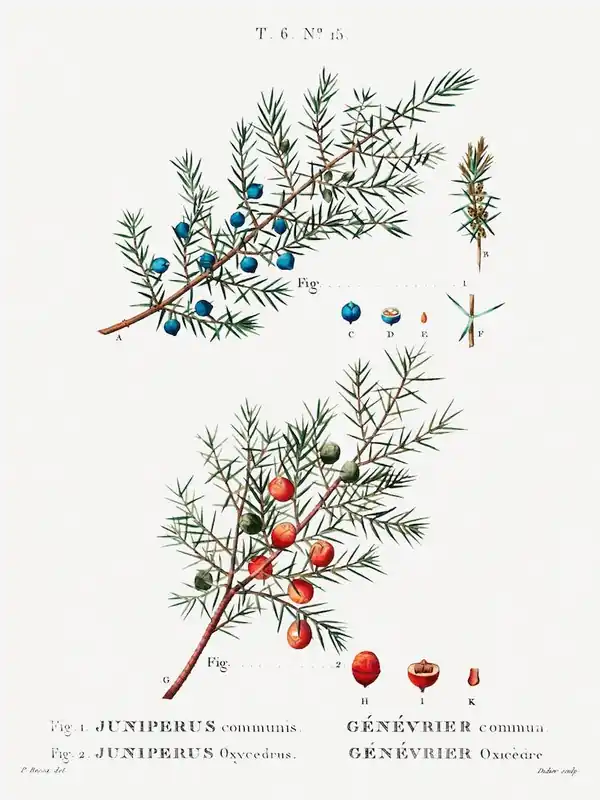 Fresh Stock Common Juniper, Pierre Joseph Redoute