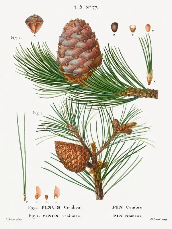Swiss Pine, Pinus Cembra And Red Pine, Pierre Joseph Redoute Exclusive