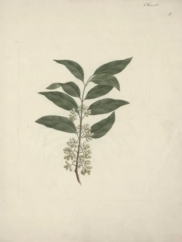 Save Now Catha Edulis Forssk (Khath), Luigi Balugani