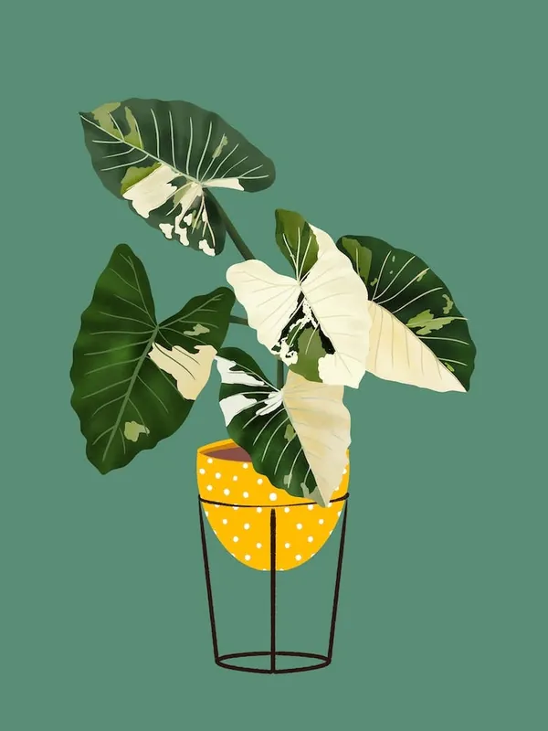 Philodendron Burl On Green Worldwide Shipping