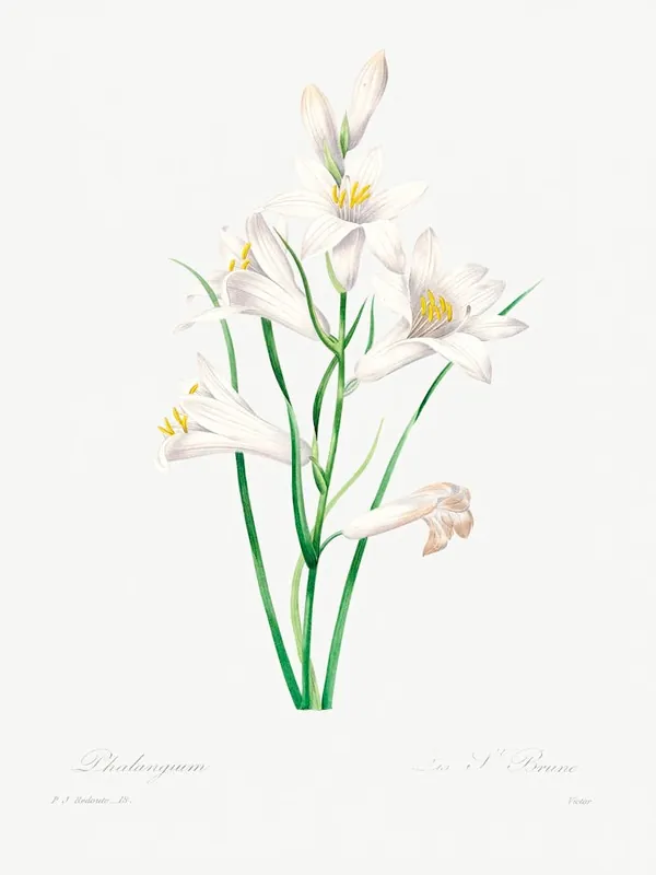Original White Lily, Pierre Joseph Redoute