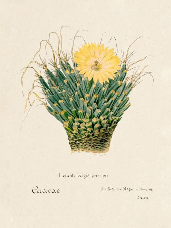Agave Cactus, Familie Der Cacteen Direct From Factory