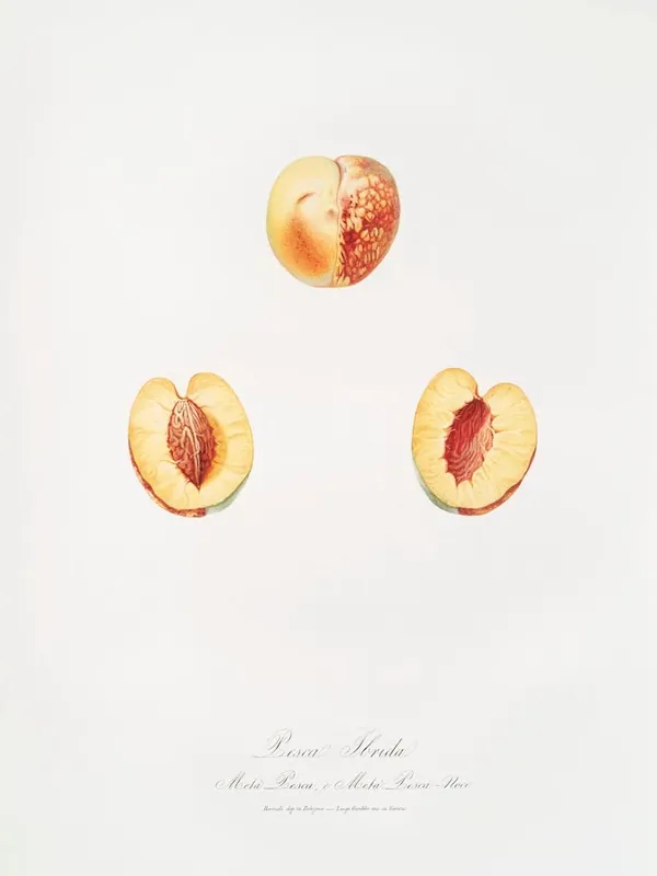Nectarine (Malus Persica Hybrida) From Pomona Italiana (1817 1839), Giorgio Gallesio Genuine