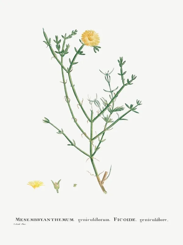 Mesembryanthemum Geniculiflorum, Pierre Joseph Redoute Trending
