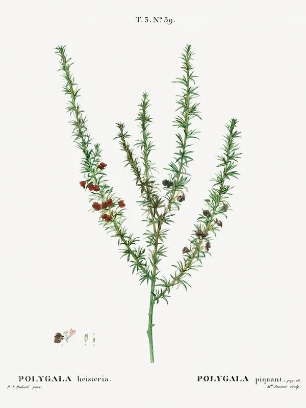 Discount Tortoise Berry, Pierre Joseph Redoute