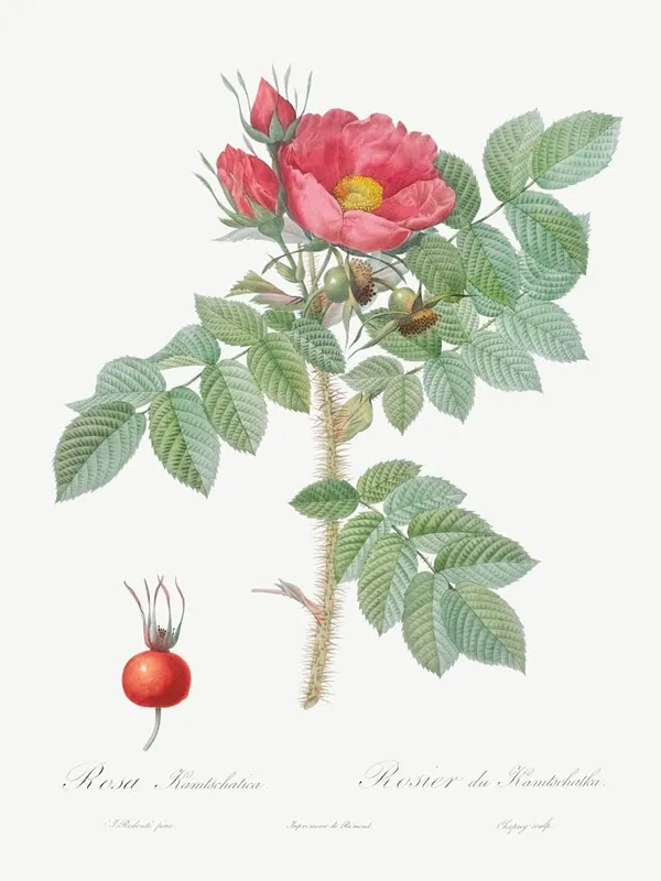 Kamtschatka Rose, Pierre Joseph Redoute Buy Online