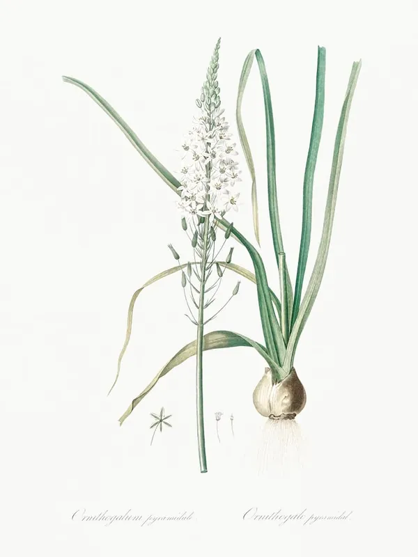 Seasonal Sale Star Of Bethlehem Illustration From Les Liliacées (1805), Pierre Joseph Redoute