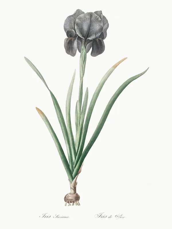 Mourning Iris Illustration From Les Liliacées (1805), Pierre Joseph Redoute No Minimum Order