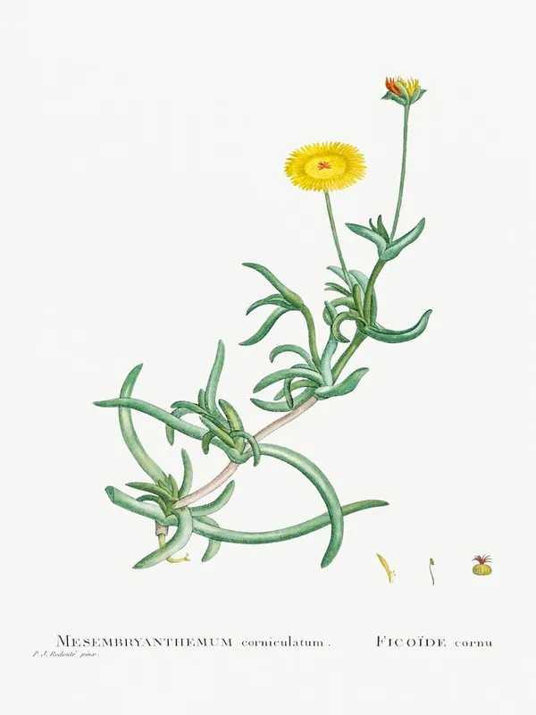 Mesembryanthemum Corniculatum, Pierre Joseph Redoute Reduced Price
