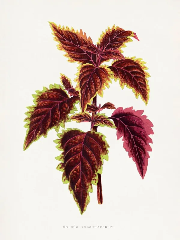 Direct From Manufacturer Vintage Botanical _2643243