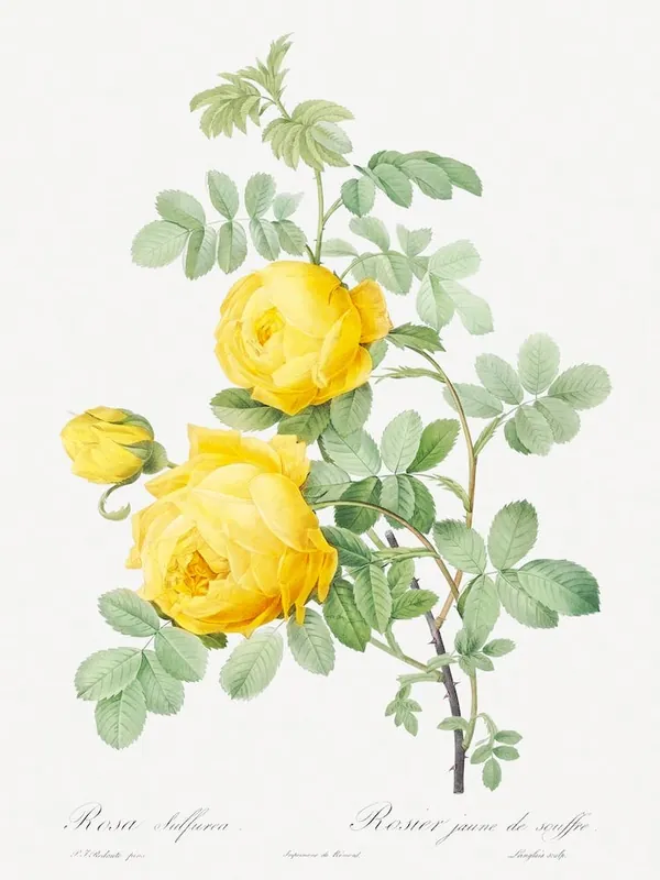 Rosa Hemisphaerica From Les Roses, Pierre Joseph Redouté Latest