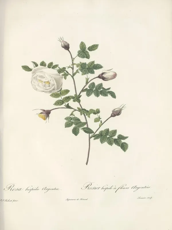 Rose Illustration, Pierre Joseph Redoute (24) Buy Today