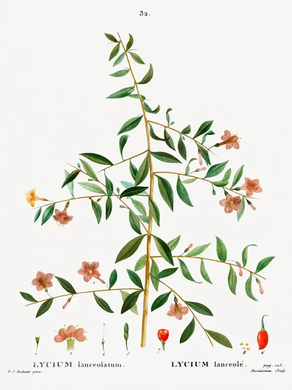 Lycium Lanceolatum, Pierre Joseph Redoute Certified