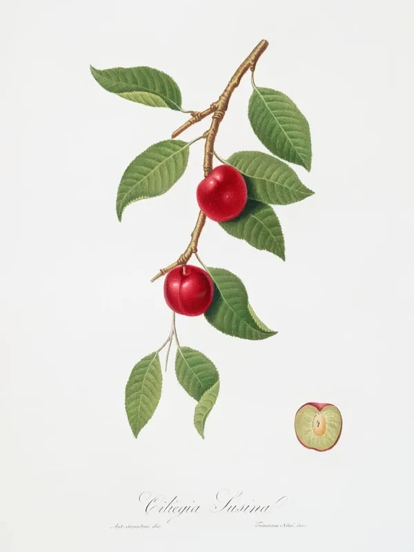 Factory Price Cherry Plum (Myrobalan Plum) From Pomona Italiana (1817 - 1839) , Giorgio Gallesio