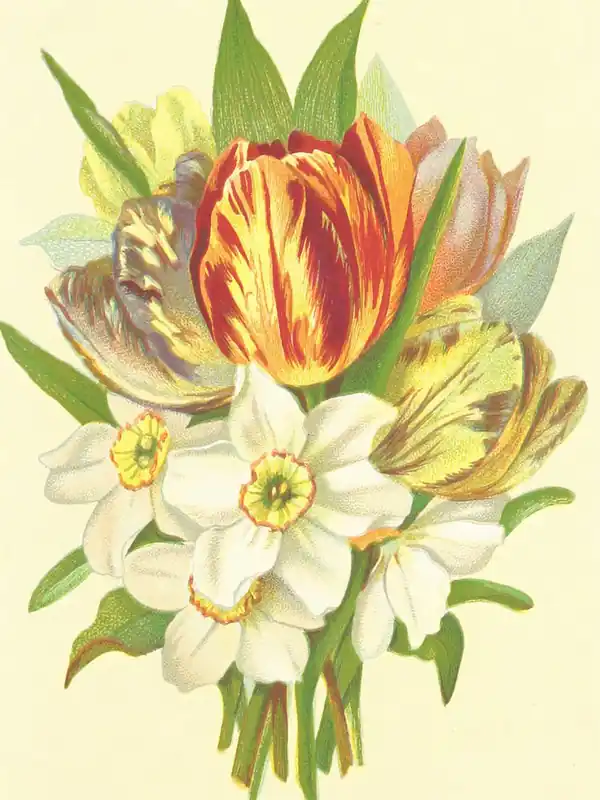 Grab Now Tulips And Daffodils