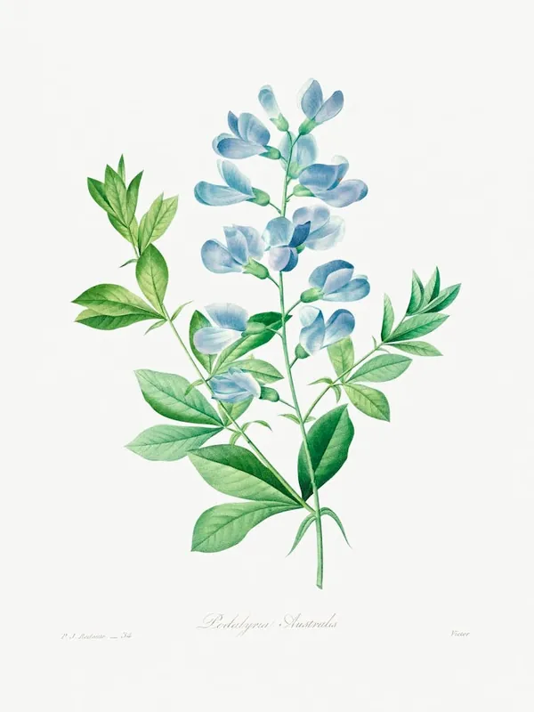 Professional Grade Sweet Pea, Pierre Joseph Redoute