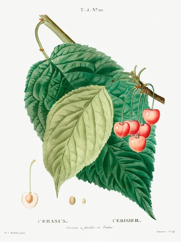 Top Pick Cherry, Pierre Joseph Redoute 1