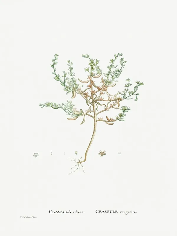 Limited Time Crassula Rubens, Pierre Joseph Redoute