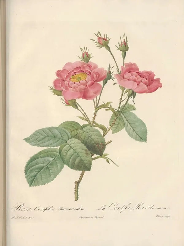 Rose Illustration, Pierre Joseph Redoute (95) Direct From Manufacturer