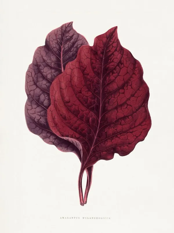 Top Rated Vintage Botanical _2643241