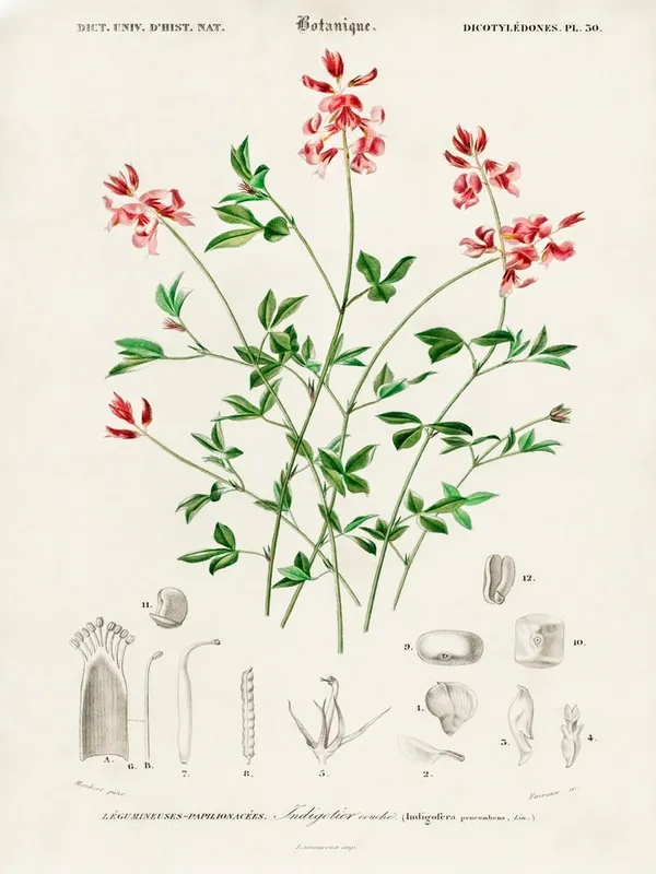 Same Day Shipping Indigofera Procumbens, Charles Dessalines D' Orbigny