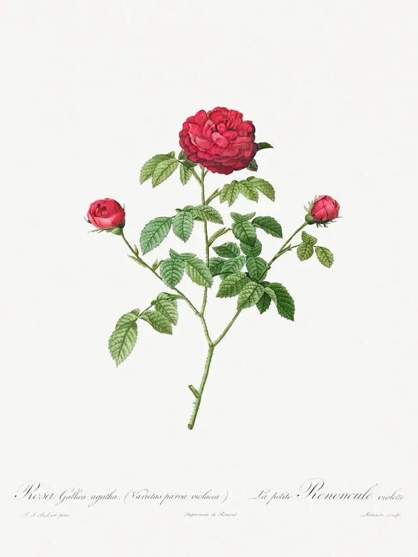 Limited Edition Provence Or French Rose (1817–1824), Pierre Joseph Redoute
