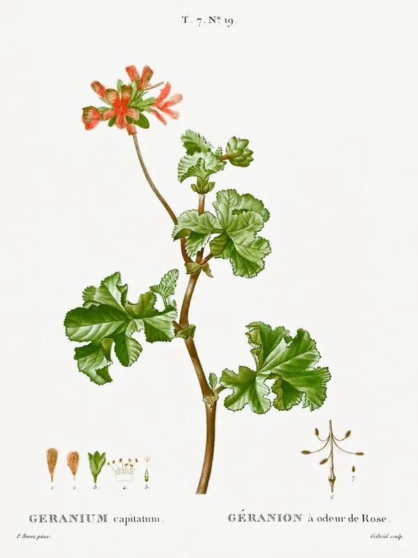 Rose Geranium, Pierre Joseph Redoute New Release