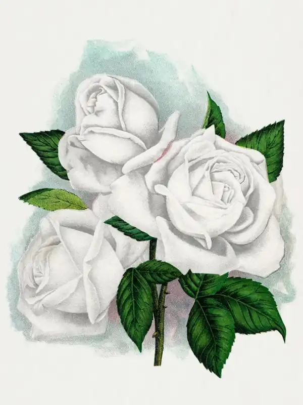 Weekend Sale White Roses 1