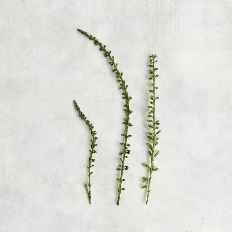 High Quality Delicate Botanicals Square
