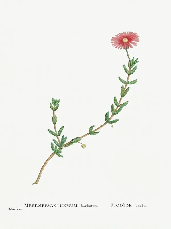 Mesembryanthemum Barbatum (Bearded Fig–Marigold) From Histoire Des Plantes Grasses (1799), Pierre Joseph Redoute Editor’s Pick