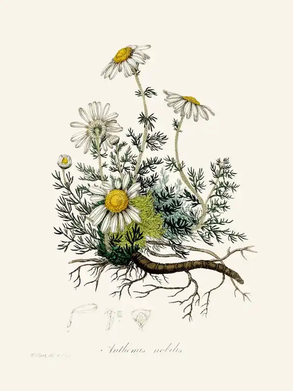 Popular Vintage Botanical John Stephenson and James Morss Churchill_2731655