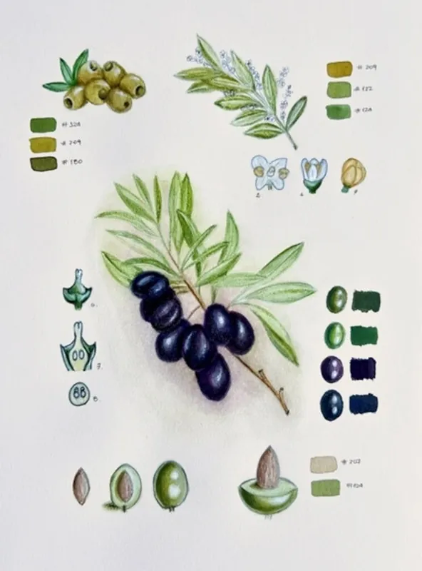 Olives In Demand