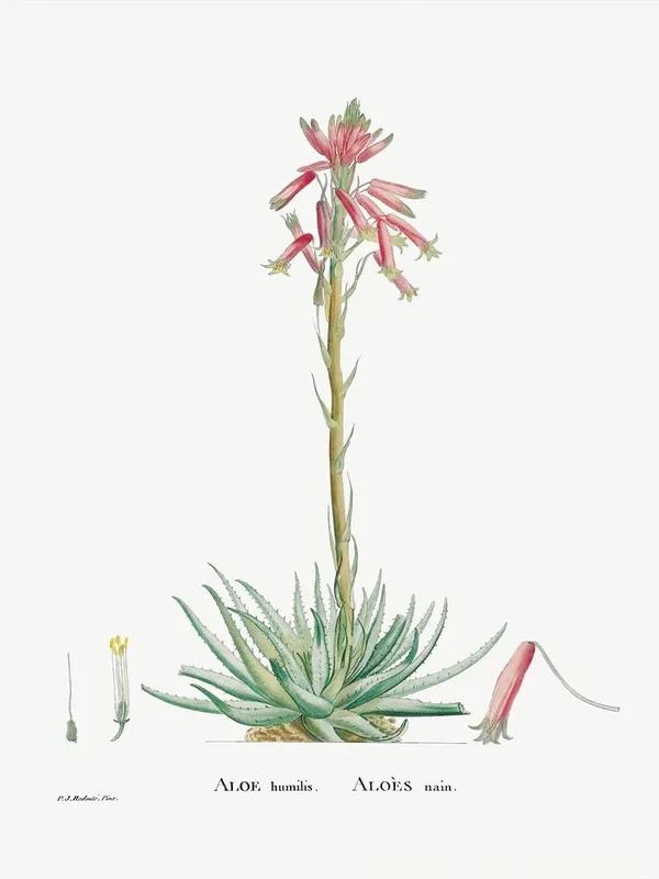 High Quality Aloe Humilis, Pierre Joseph Redoute