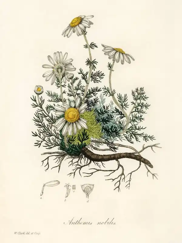 Chamomile Illustration Medical Botany Trusted Brand