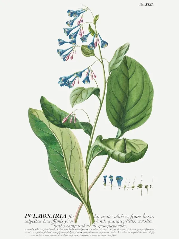 Crafted Plantae Selectae Flowers