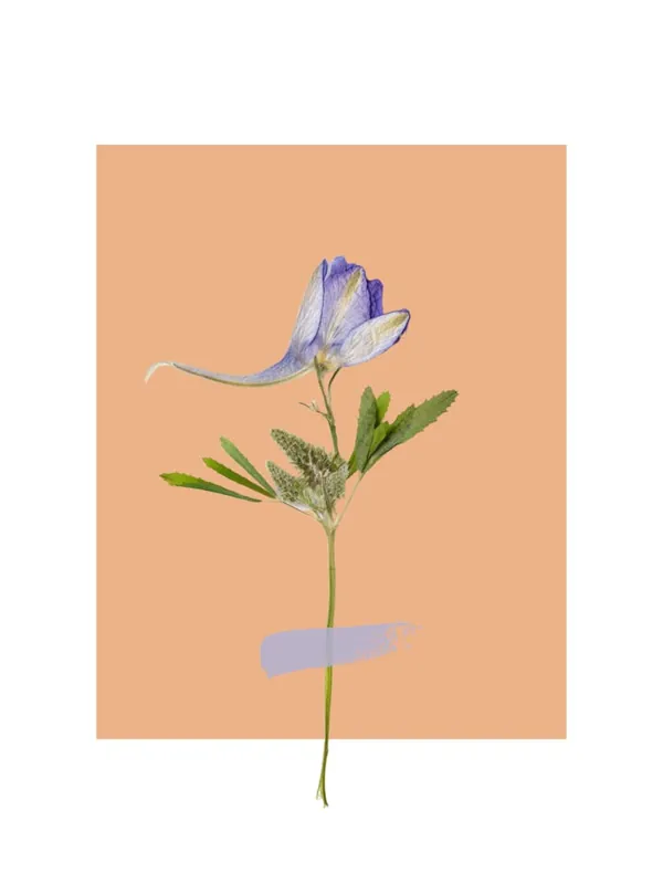 Authentic Blue Fennel